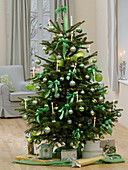 Abies (Nordmanntanne) als Weihnachtsbaum geschmückt mit grünen Kugeln