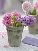 Duftende Blüten von Hyacinthus (Hyazinthen) in grauer Vase
