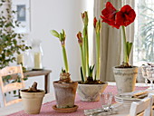 Different growth stages of Hippeastrum (Amaryllis)