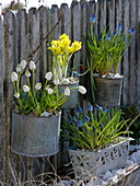 Metal pots with muscari, iris danfordiae