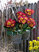 Primula elatior hanged on fence in metal double pot
