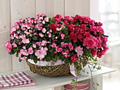 Rhododendron simsii, Hedera in a wide basket