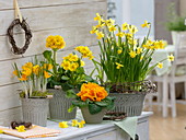 Gelbes Frühlings-Arrangement : Narcissus 'Tete a Tete' (Narzissen), Primula