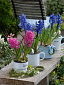 Hyacinthus 'Pink Pearl', 'Blue Jacket' (hyacinths) in enamelled containers