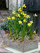 Wooden stretcher with Narcissus 'Tete a Tete' (daffodils) in terracotta pots