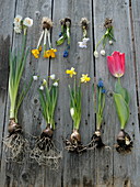Tableau with spring bulbs