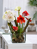 Hippeastrum (Amaryllis) without soil with branches as stand-up help