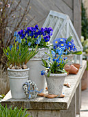Blue spring bloomers: Muscari 'Blue Magic' (grape hyacinths)
