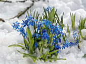 Scilla siberica (Blausternchen) im Schnee
