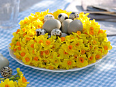 Potted daffodil wreath as easter nest