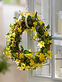 Spring wreath made of Narcissus (narcissus), Hedera (ivy)