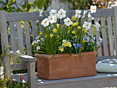 Narcissus poeticus recurvus (Dichternarzisse), Narcissus cyclamineus