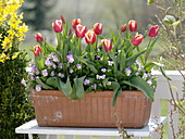 Girl planting box with horned violets and tulip bulbs