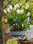 Tulipa 'Purissima' (Tulpen) und Viola cornuta (Hornveilchen)