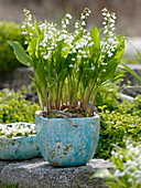 Convallaria majalis (lily of the valley) in turquoise pot