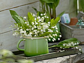 Convallaria majalis (lily of the valley) in enameled milk jug