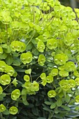 Euphorbia 'Antigone' (Spurge) flowers