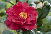 Camellia japonica 'Dr Burnside' (Camellia)