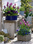 Tulipa 'Cum Laude' purple, 'Valentine' pink-white (tulip), viola