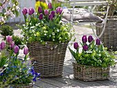 Tulipa 'Cum Laude' purple, 'Valentine' pink-white and Galium