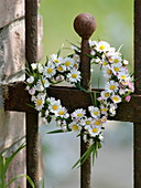 Gänseblümchen - Herz : 2/2