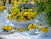 Dandelion table decoration on the terrace
