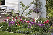 Tulipa 'White Triumphator' 'Valentine' purple-white, 'Van Eijk' red-white
