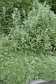 Artemisia absinthium 'Lambrook Mist'(Silbriger Garten-Wermut)