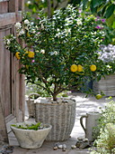 Citrus myrtifolia 'Chinotto' (Bitterorange) mit vielen Blüten