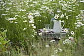 Old wine box turned over as table in daisies meadow