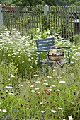 Blauer Stuhl in Blumenwiese mit Leucanthemum vulgare