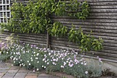 Dianthus plumarius 'Ine' (Feder-Nelke)