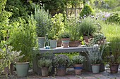 Herb arrangement in pots on the terrace