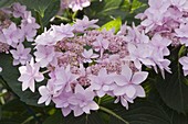 Hydrangea 'You And Me Forever' (Hydrangea)