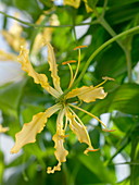 Gloriosa lutea (Yellow Crown of Glory)