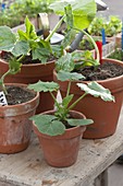 Young plants of cucumis and zucchini in clay pots