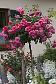 Rosa 'Rosarium Uetersen' (Climbing rose) on high trunk