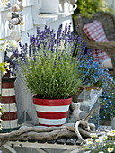 Lavender 'Hidcote Blue' in red and white clay pot