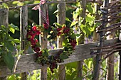 Heart of redcurrants (Ribes) hung on the garden fence
