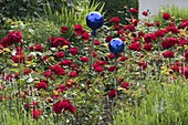 Rosa 'Lilli Marleen' (Floribundarosen) mit blauen Rosenkugeln