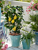 Citrus limon 'Florentina' on the trellis, Agapanthus 'Prolific White'