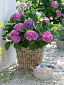 Hydrangea macrophylla (Hydrangea) in basket pot on gravel