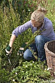 Woman cutting back Campanula persicifolia
