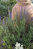 Flowering hyssop (Hyssopus officinalis) in front of rhubarb pot in the bed