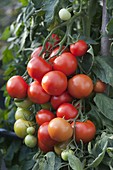 Tomate Gourmet Zauber 'Vanessa' (Lycopersicon)