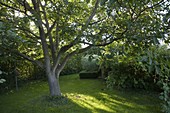 Lawn under Juglans regia (walnut tree)