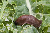 Brown Slug (dusky arion) on cabbage leaf