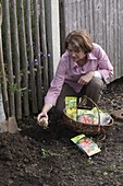 Woman planting Fritillaria imperialis in front of garden fence