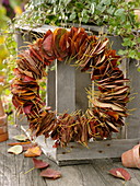 Autumn wreath of leaves of the rock pear