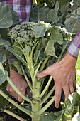Mann erntet Brokkoli (Brassica) im Gemüsebeet